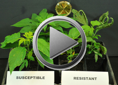 Video of Giant Ragweed Glyphosate Resistance.
